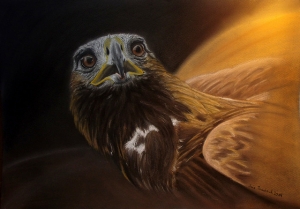 Adler
Pastell auf Pastelcard
30x 40 cm