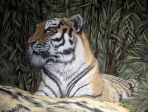 Tiger
Pastell auf Velourpapier 
40x 40 cm